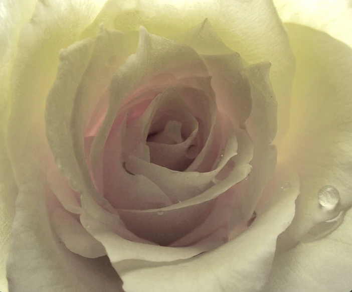 white rose with rain drops in the center