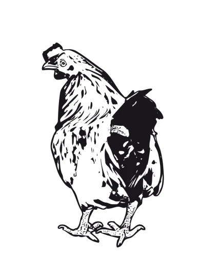 a rooster standing next to a chicken on a white background