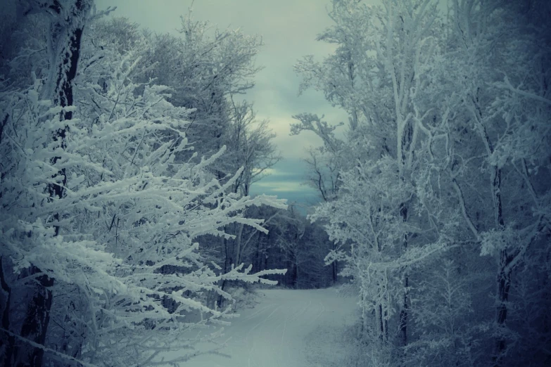 there are many trees with snow on them