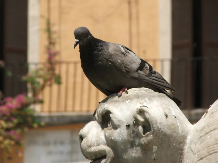 black bird perched on statue of human head with building in background