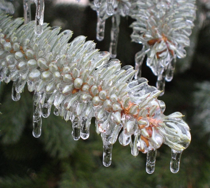 several crystal - covered plants and green leaves that have drops of ice on them