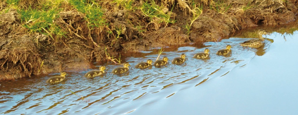 many ducks are wading through the shallow water