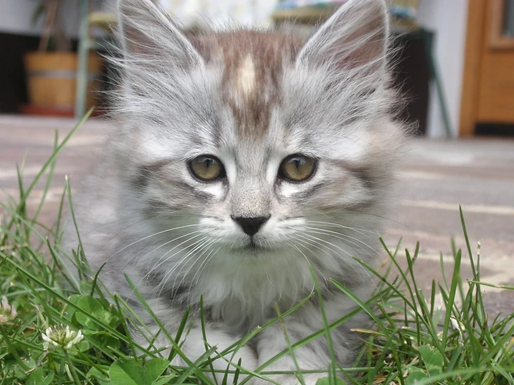 a kitten is looking at the camera while sitting in the grass