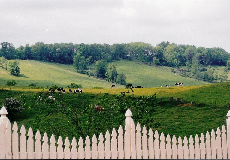 a group of cows graze on grass behind a fence