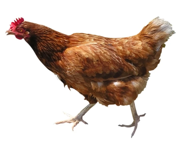 a large brown rooster standing next to another chicken