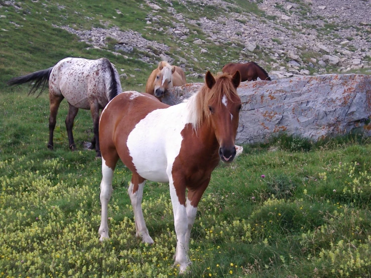 several horses stand on some green grass near a rock wall