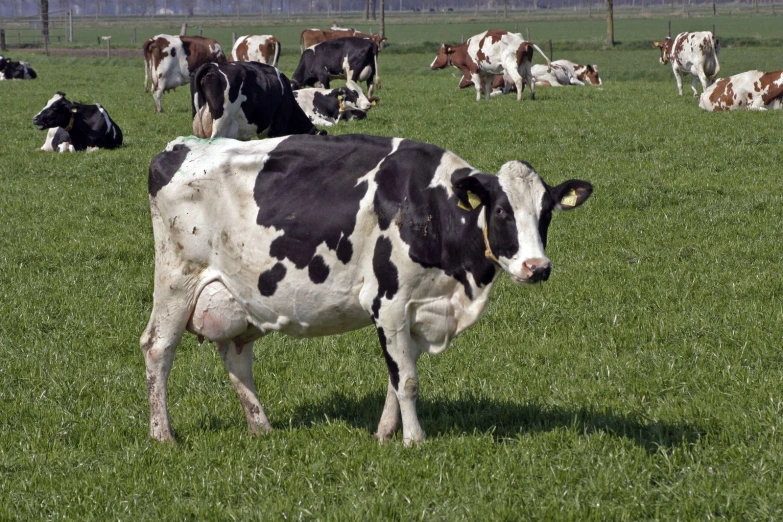 a large herd of cows eating grass in an open field