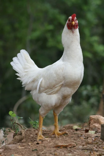 a white chicken with an orange patch on its head