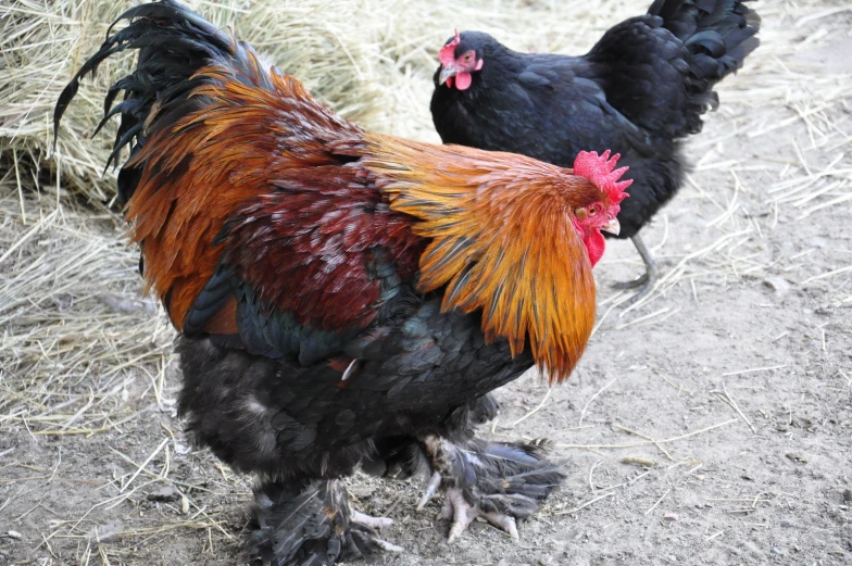 the two roosters are male and female looking for food