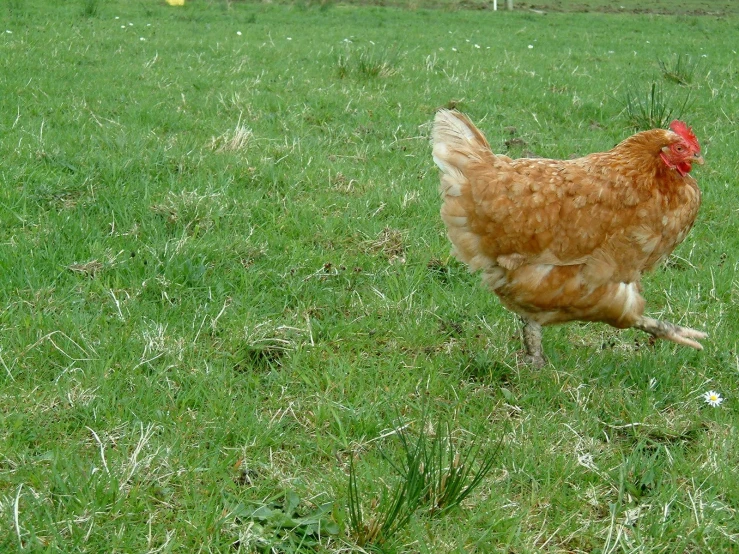 a rooster with a red head walks in the grass