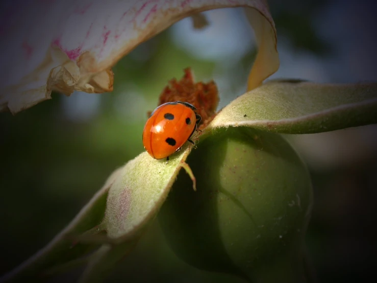 a ladybird is resting on a bud of a flower