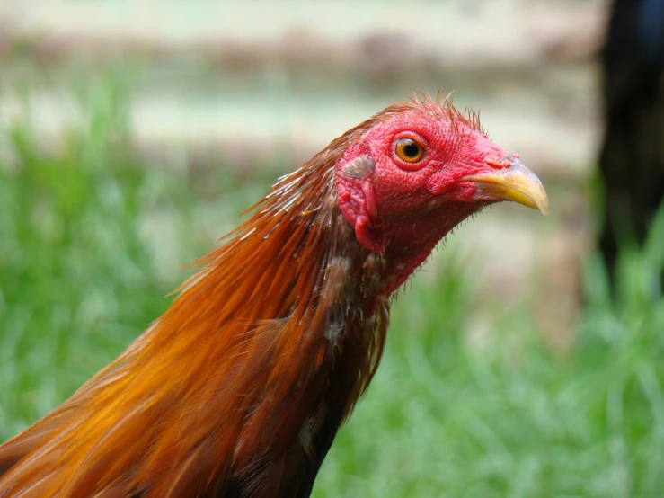 a closeup s of a brown chicken in the grass