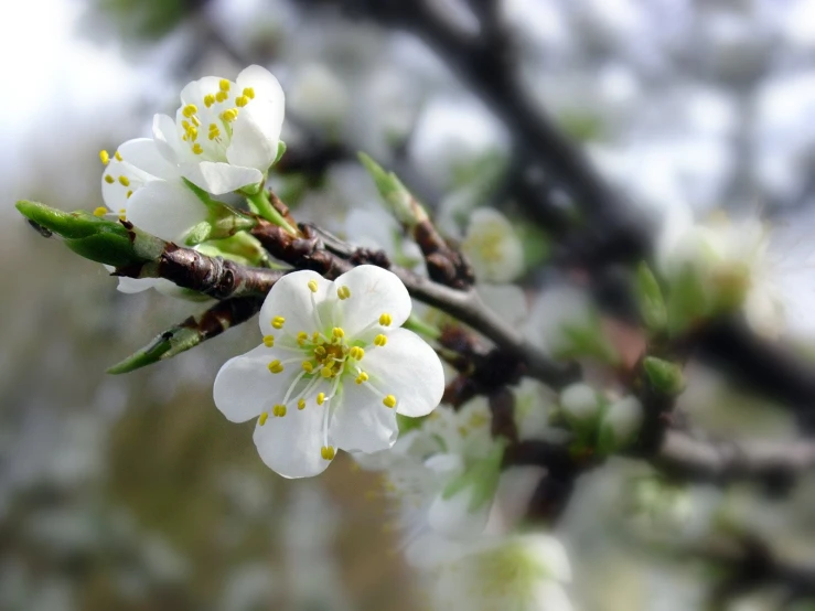 the flower buds on this apple tree have a brown center