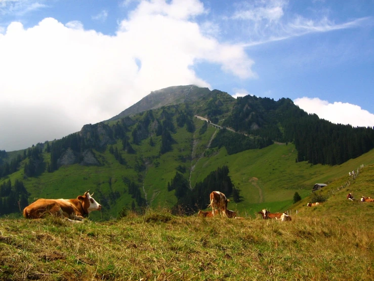 some cows that are sitting in the grass