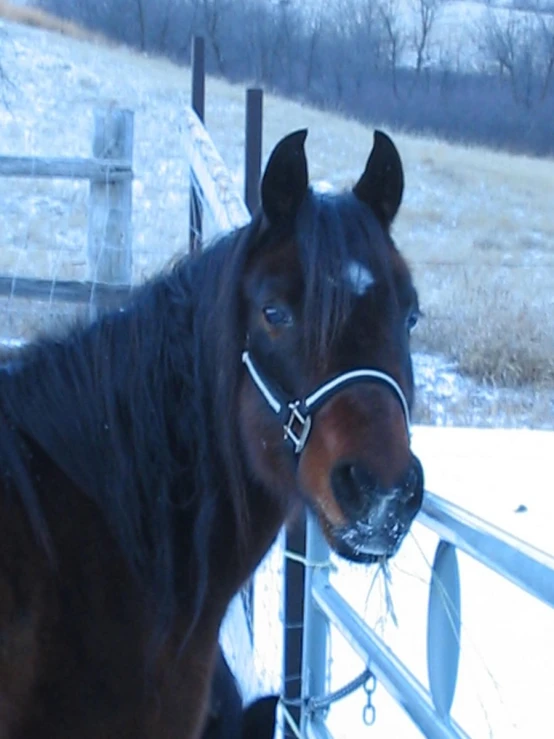 a horse standing next to a wooden fence