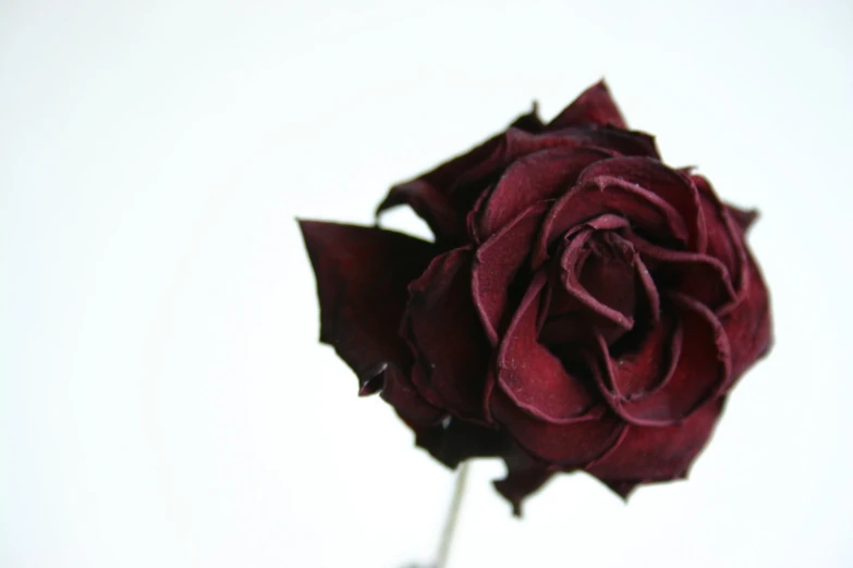 a single red rose is displayed on a stem