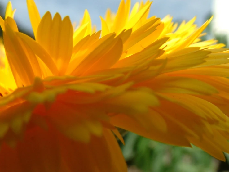 close up s of a yellow flower that is on the outside