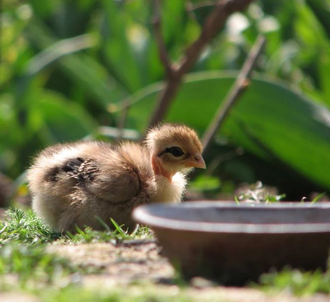 a young chickling is sitting in the grass beside a bowl