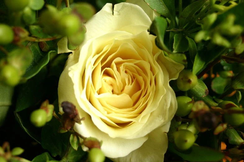 close up of a large yellow flower on top of green leaves