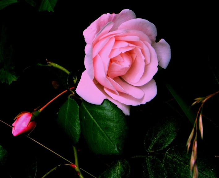 a pink rose on a nch against a dark background