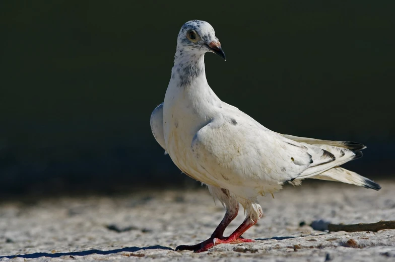 a pigeon with red legs standing on the ground