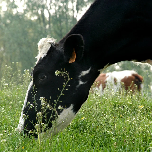 the head and side of a cow in a field