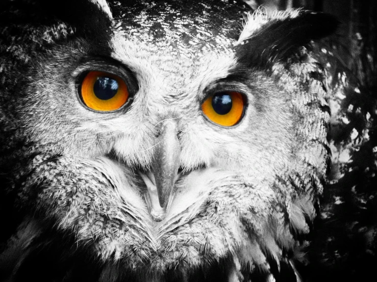 the owl is sitting down looking at soing with a bright yellow eye