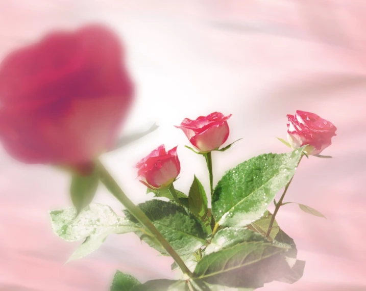 red roses sit in a glass vase with water droplets