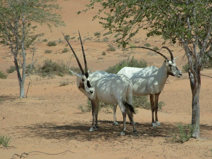 two rams stand in an arid desert area
