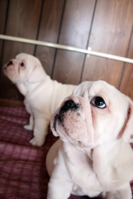 two white dogs standing next to each other on a floor