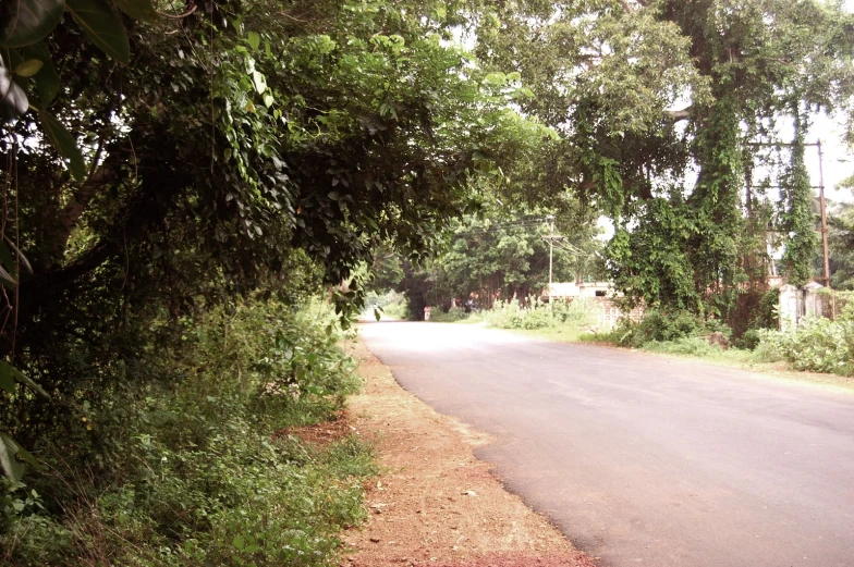 an open roadway in the middle of some plants and trees