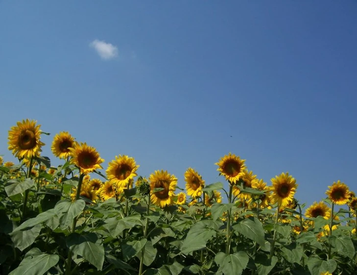 a large sunflower field with birds flying over it