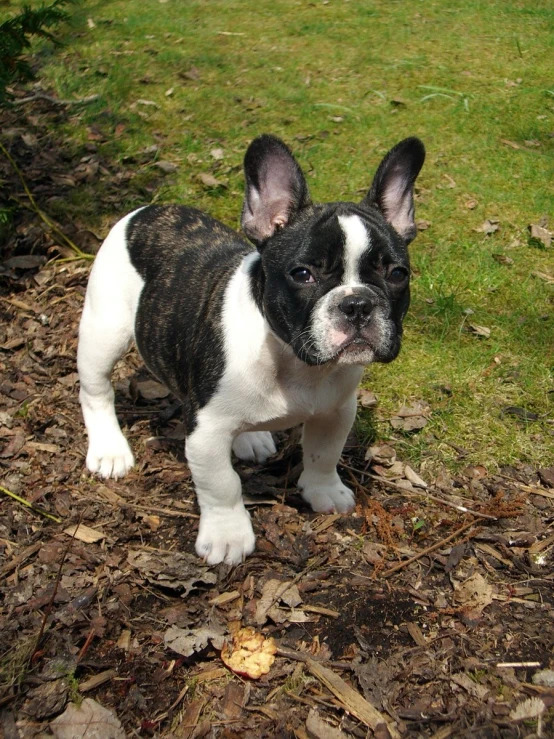 a small black and white puppy standing in a field