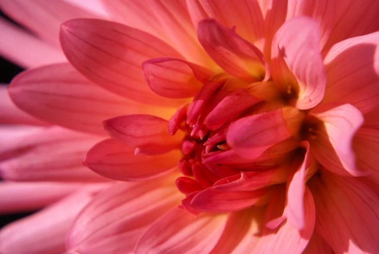 a pink flower with red centers that are turned toward the center