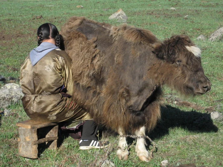 a woman in native garb is next to a yak