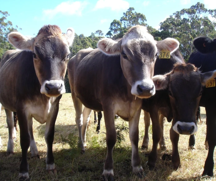 a herd of cows that are standing in the grass