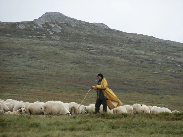 a man in a yellow coat herding sheep