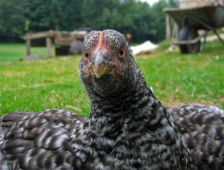 a large chicken is standing on the grass