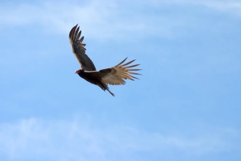 a big bird flying in the sky on a sunny day