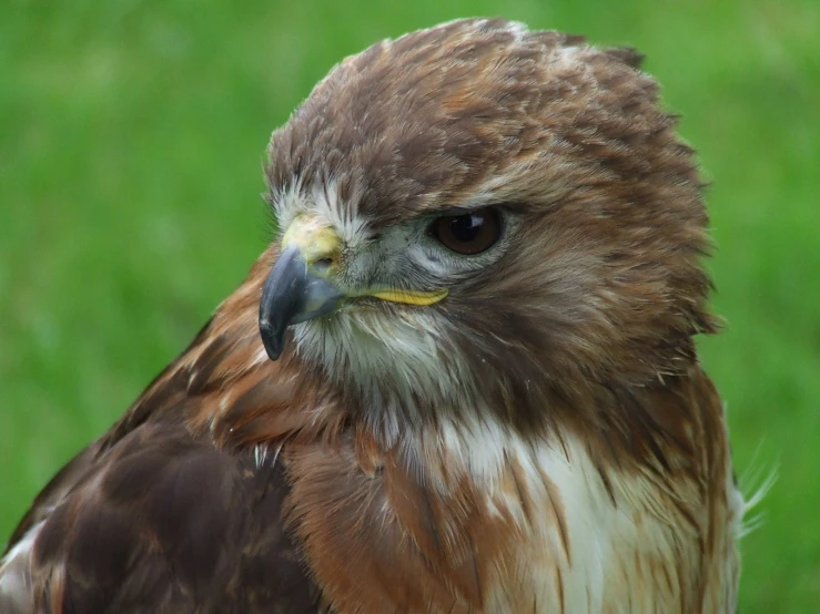 the head of a brown, white and tan hawk