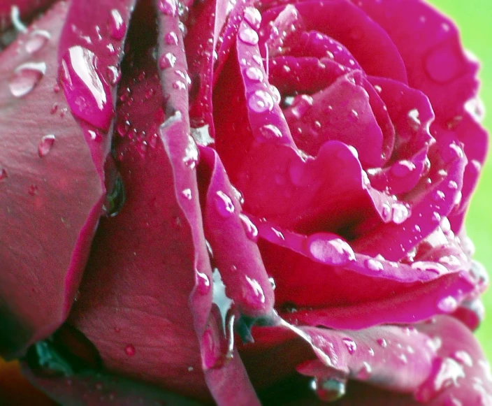 a close - up view of a rose in the water