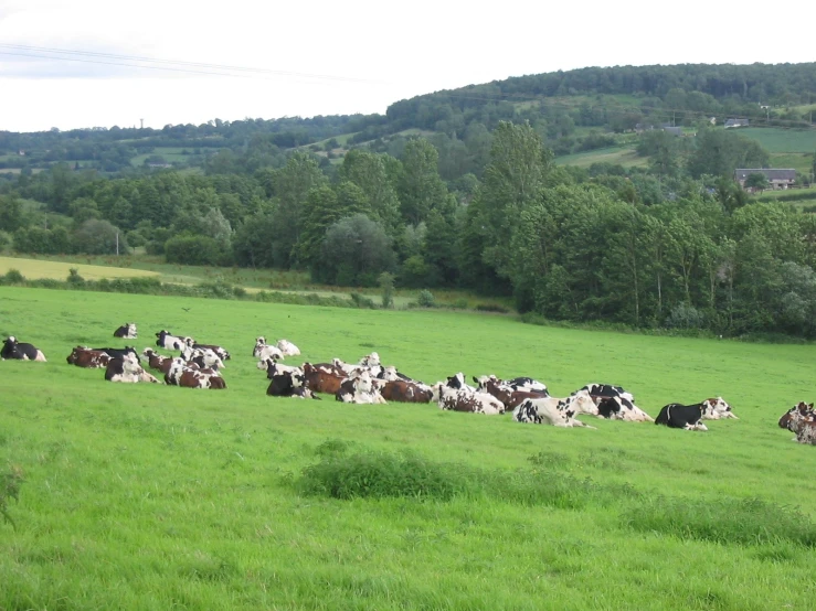 a bunch of cows that are in a field