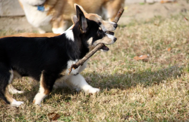 there is a dog holding a stick in it's mouth