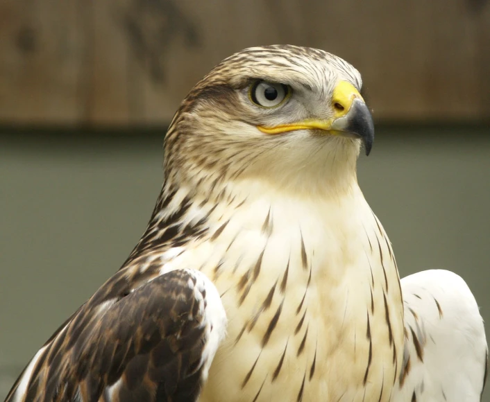 close up of the head of an eagle on display