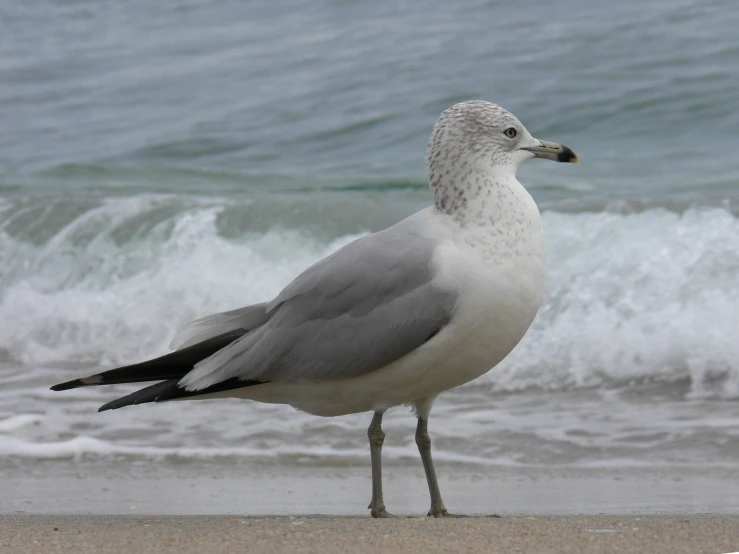 a seagull standing on the beach looking at the water