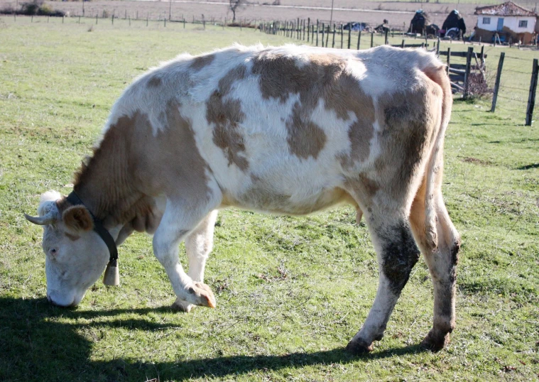 a longhorn cow grazing in the grass