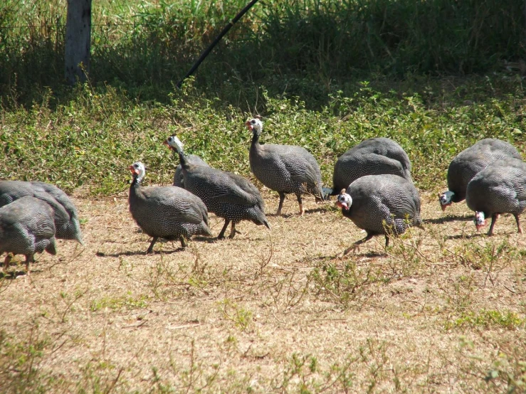 a flock of turkeys walking through a field