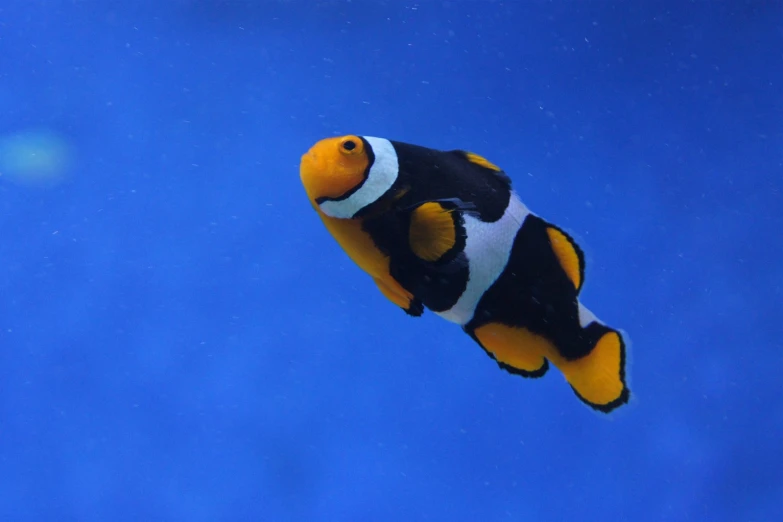 an aquarium that has an orange and white clown fish