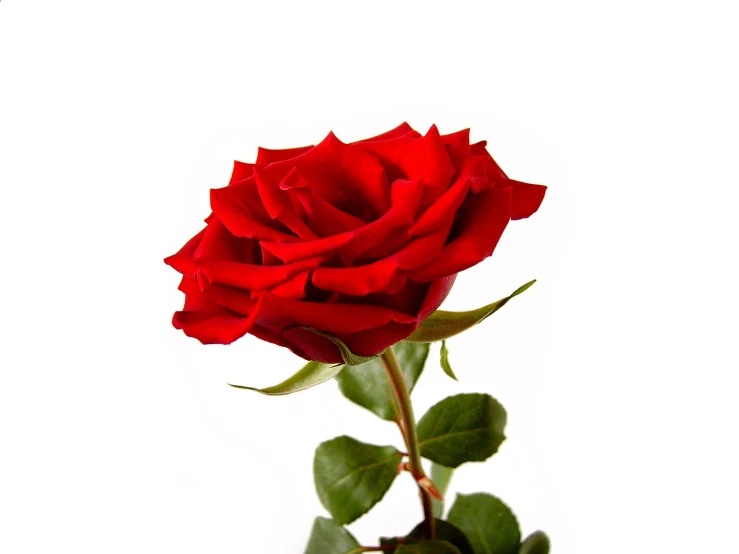 red rose sitting in a vase on a white table