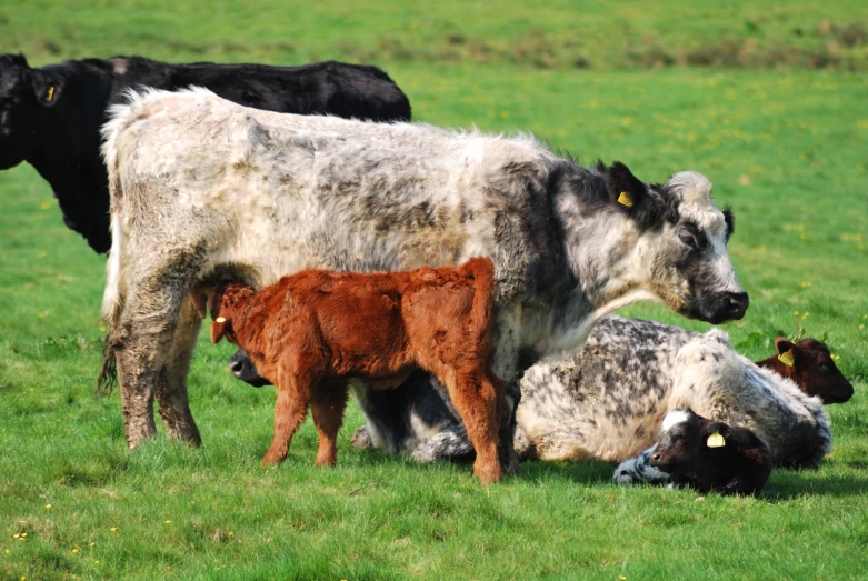 several brown and white cows with one young one in the middle